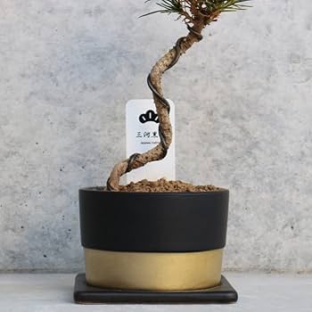 Amazon.co.jp: ITANSE 三河黒松 盆栽仕立て 4号鉢(鉢色:黒