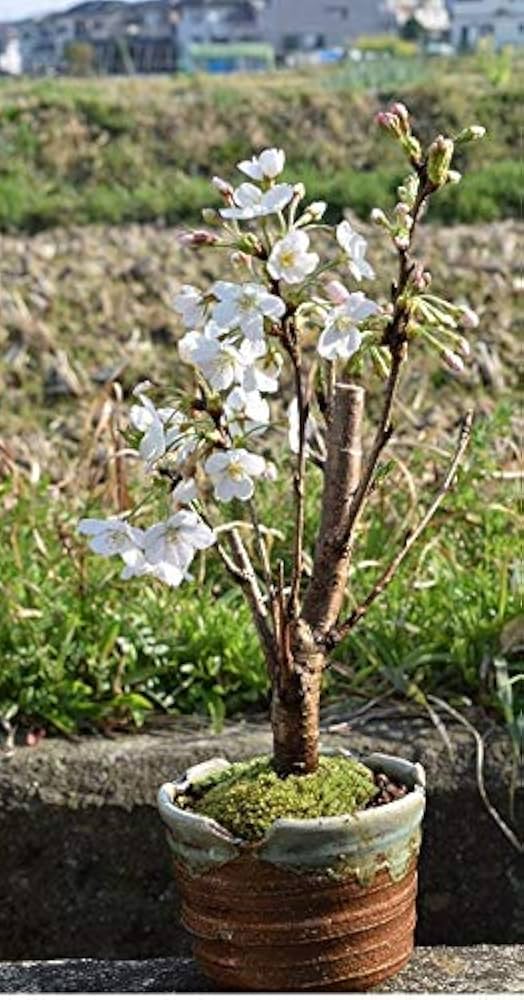 Amazon.co.jp: ソメイヨシノ桜 信楽鉢入り1鉢 染井吉野桜盆栽 桜盆栽