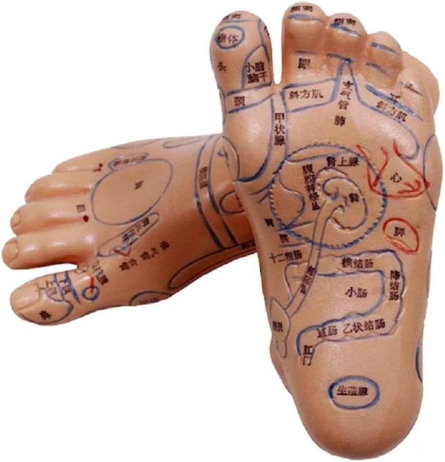 Amazon | [AiO JAPAN] 2個セット 足つぼ 模型 足つぼマッサージ 練習用