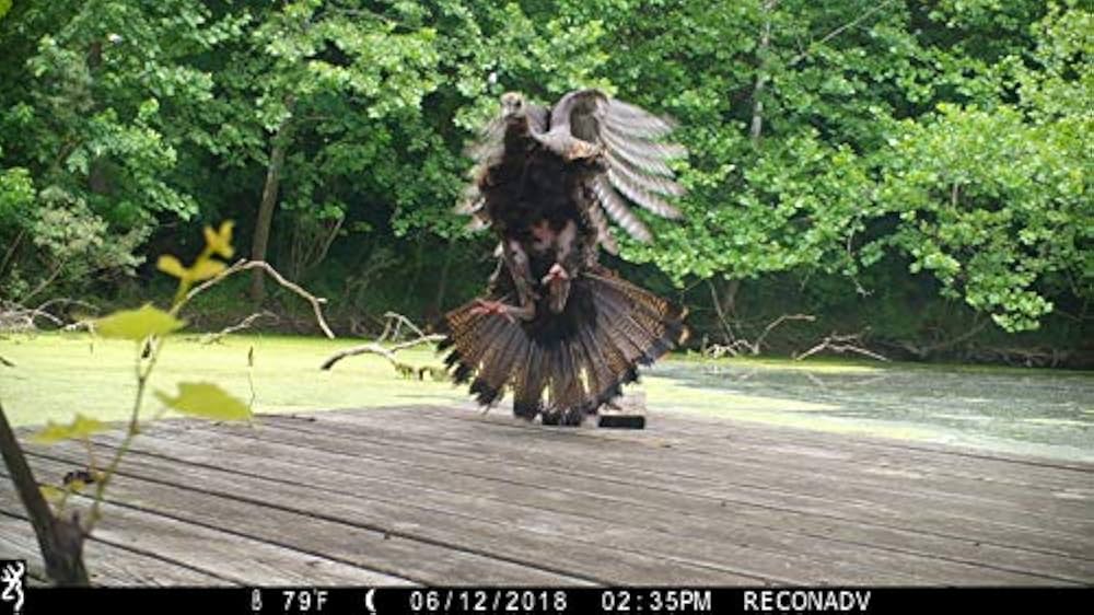 Amazon.co.jp: Browning Recon Force Edge 4K カメラ SDカード