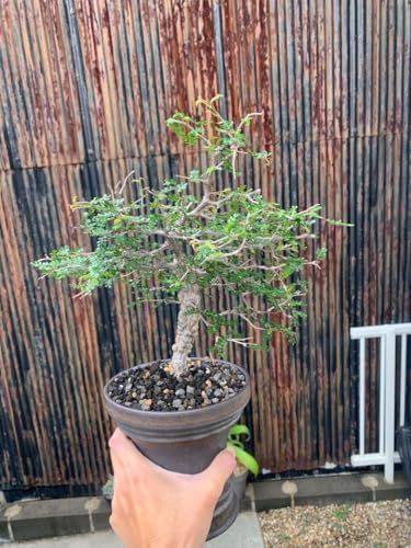 パキプス オペルクリカリア」の人気商品一覧 | 安い商品を通販サイト