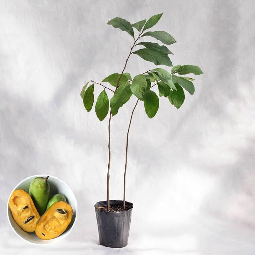 Amazon | 庭木・植木 ポポー（ポーポー） 5年生苗【実生】 2本立 / 5寸