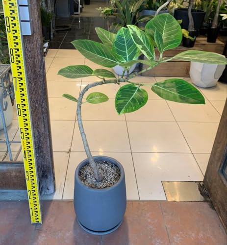 アルテシマ 曲がり」の人気商品一覧 | 安い商品を通販サイトから探す