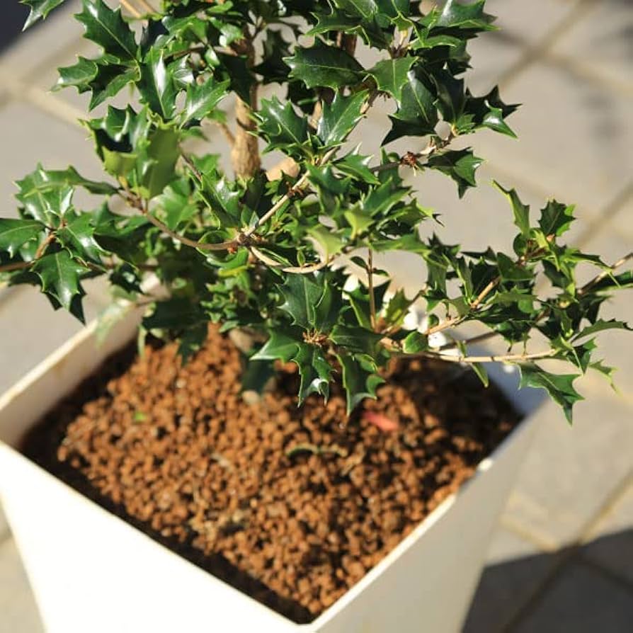 Amazon.co.jp: 遊恵盆栽 庭木・植木・鉢植え：オニヒイラギ（鬼柊