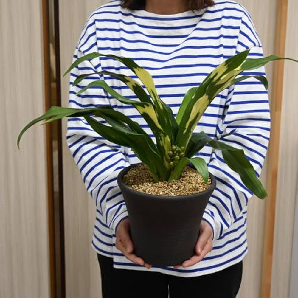 Amazon｜陶器鉢植えおもと観葉植物 斑入り葉万年青宝船万年青 万年青6