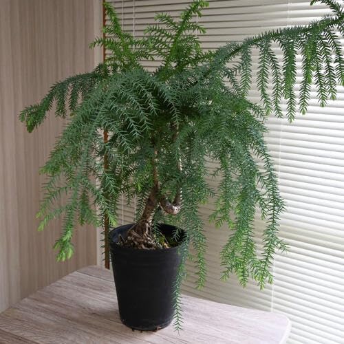 Amazon.co.jp: アロカリア ナンヨウスギ鉢入り シマナンヨウスギ 南洋