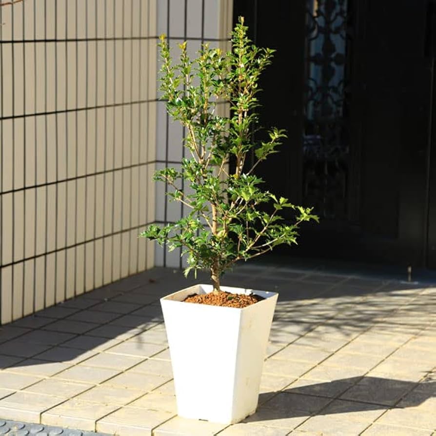Amazon.co.jp: 遊恵盆栽 庭木・植木・鉢植え：オニヒイラギ（鬼柊