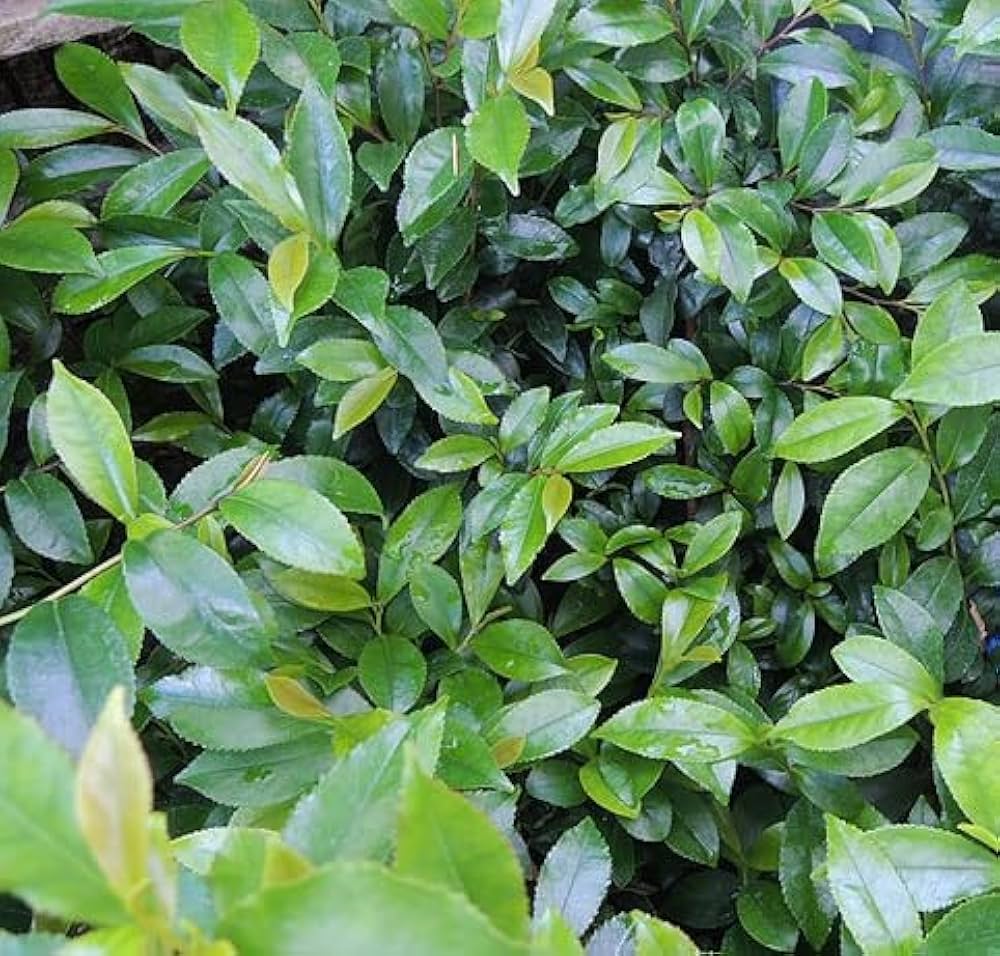 Amazon.co.jp: ヒサカキの苗木 15cmポット苗 姫榊 : DIY・工具・ガーデン