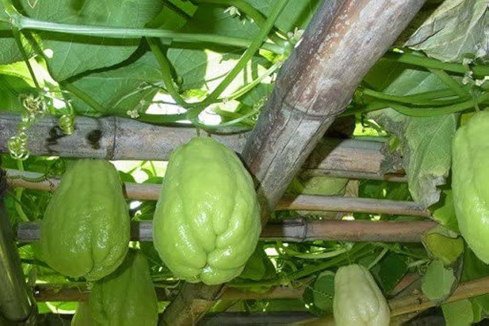 Amazon.co.jp: ハヤトウリ（隼人瓜）の種（5粒） : DIY・工具・ガーデン