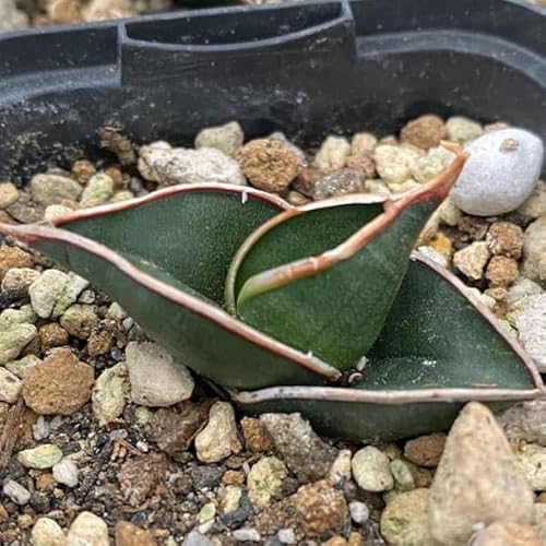 サンスベリア ロリダ 観葉植物」の人気商品一覧 | 安い商品を通販