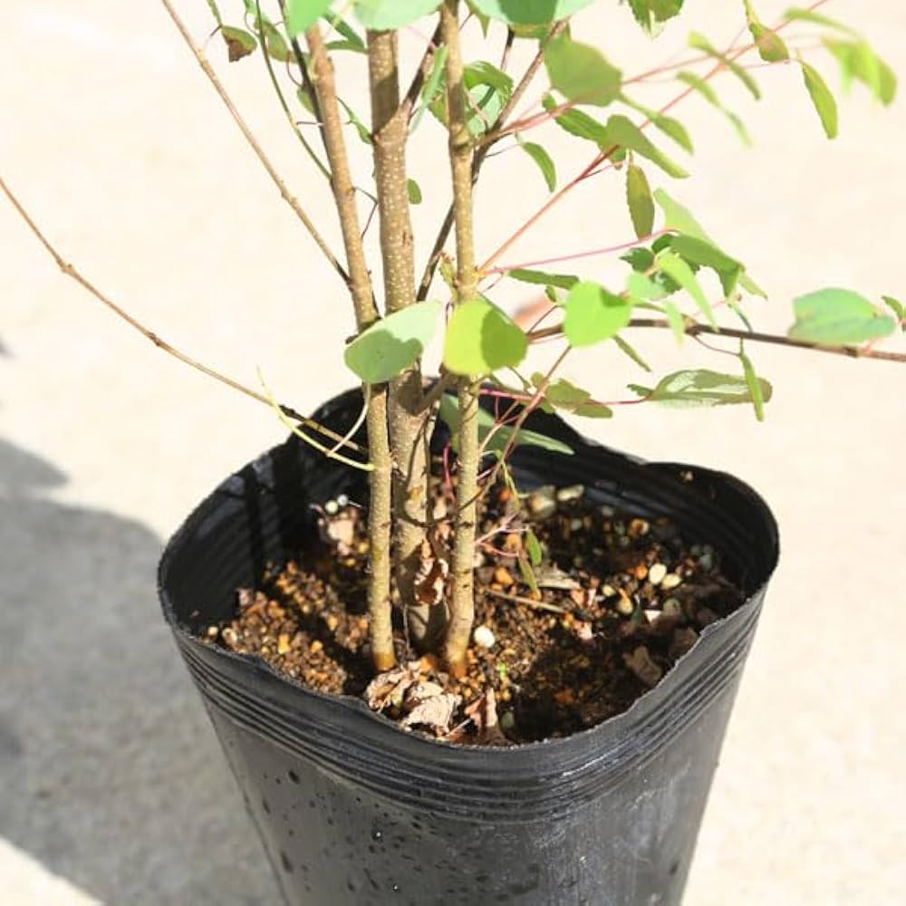 超良品。カツラ本株立ち2.4M(鉢底から)品番B 超良品。カツラ本株立ち