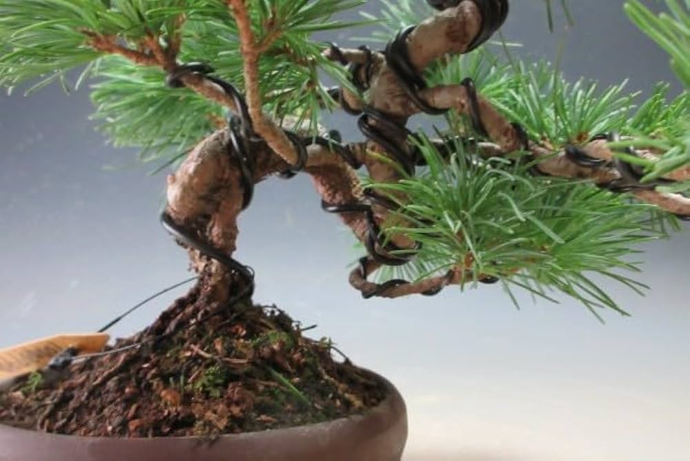 51z6wHuHEhL._AC_UF1000,