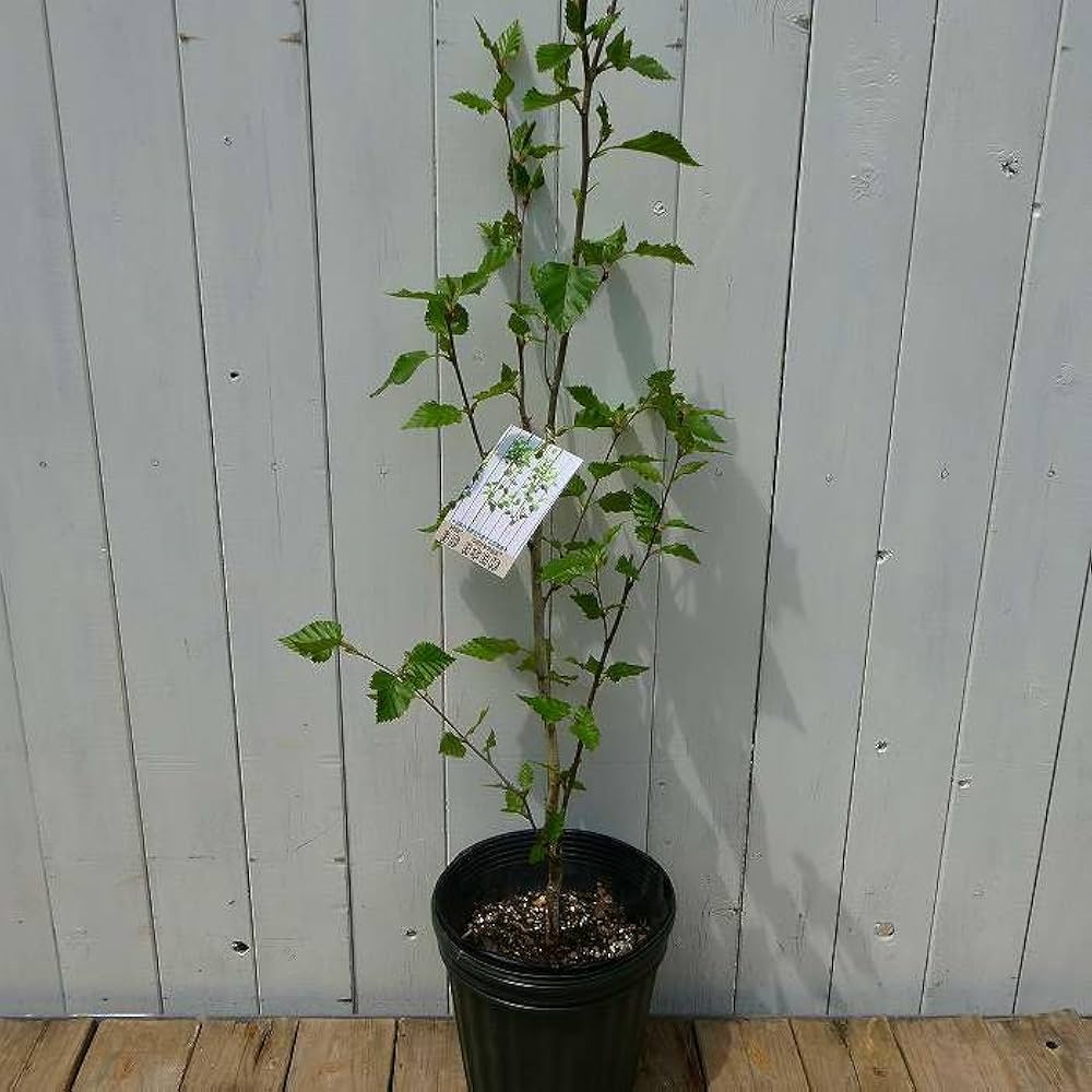 Amazon.co.jp: 白樺 苗 7号 シラカバ 日本白樺 苗木 庭木 寒冷地向き