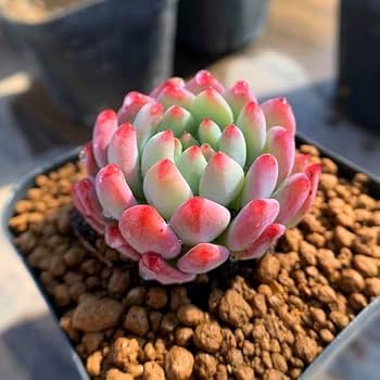 Amazon.co.jp: 農園直売 多肉植物 寄せ植え エケベリア属 ブルーエルフ