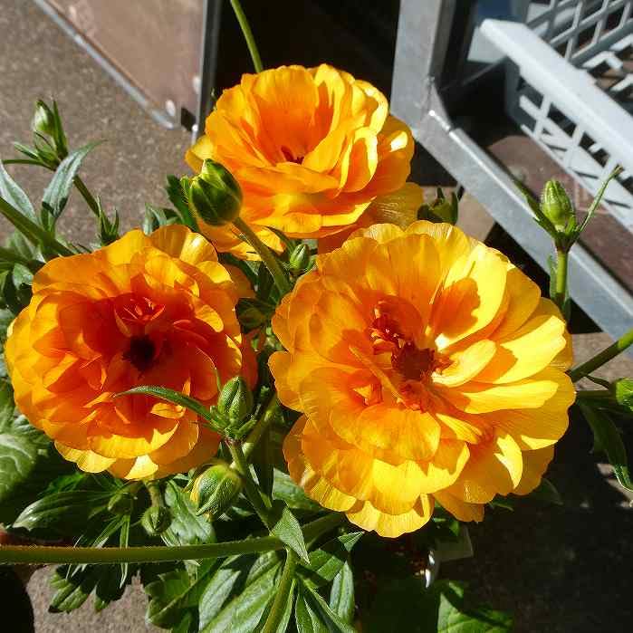 宿根草 タグ付 ラナンキュラスポンポン ミネルバ 5号 1鉢のみ 希少 品