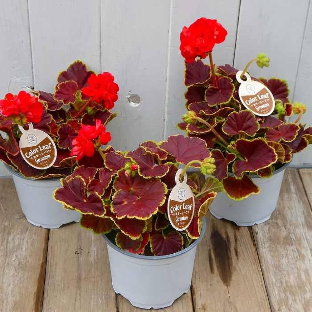 Amazon | ゼラニウム 苗 ファンシーリーフ キャラメル 4号 八重咲き