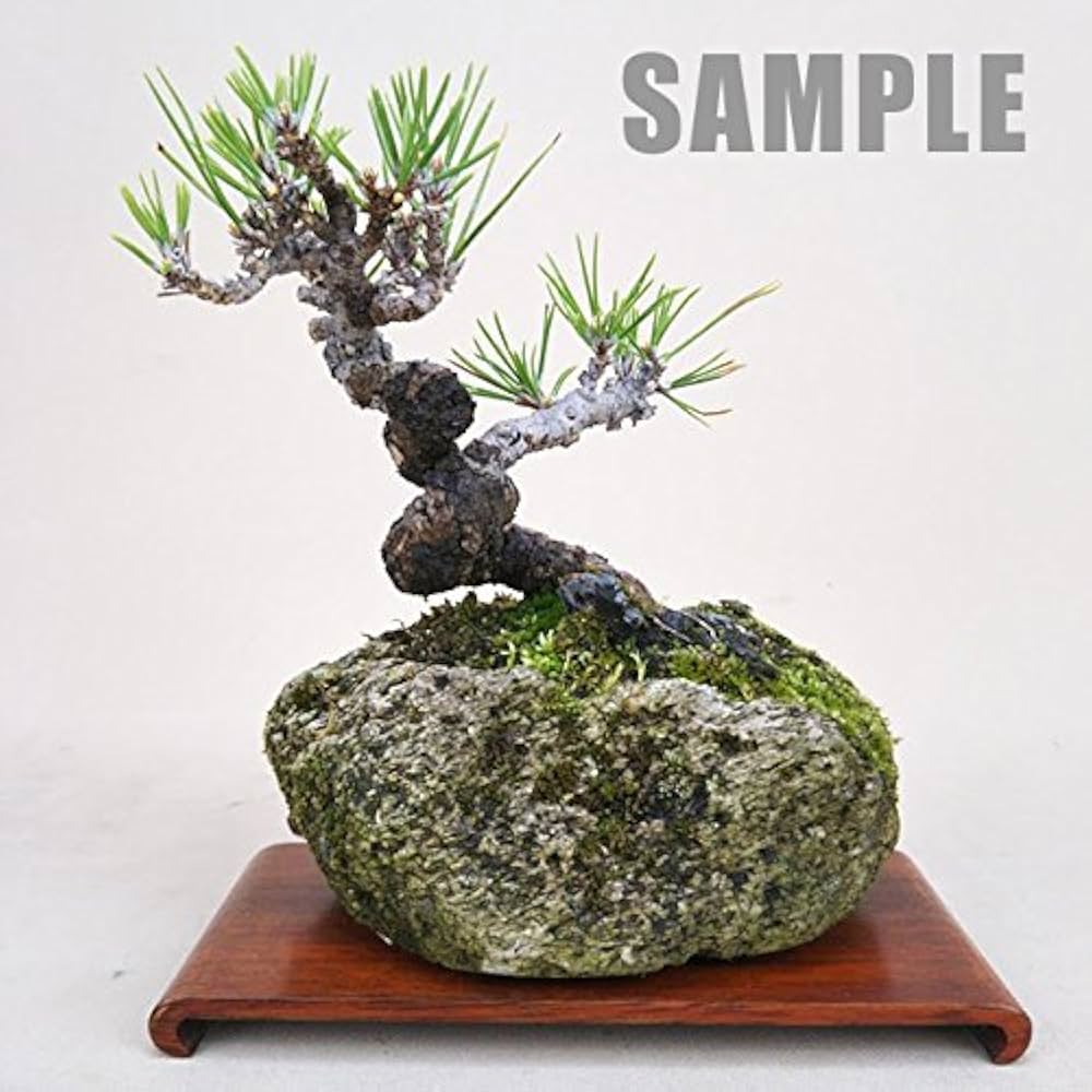 Amazon | いよじ園 【盆栽鉢】 桜島産 付石 軽石 （大サイズ） | 鉢