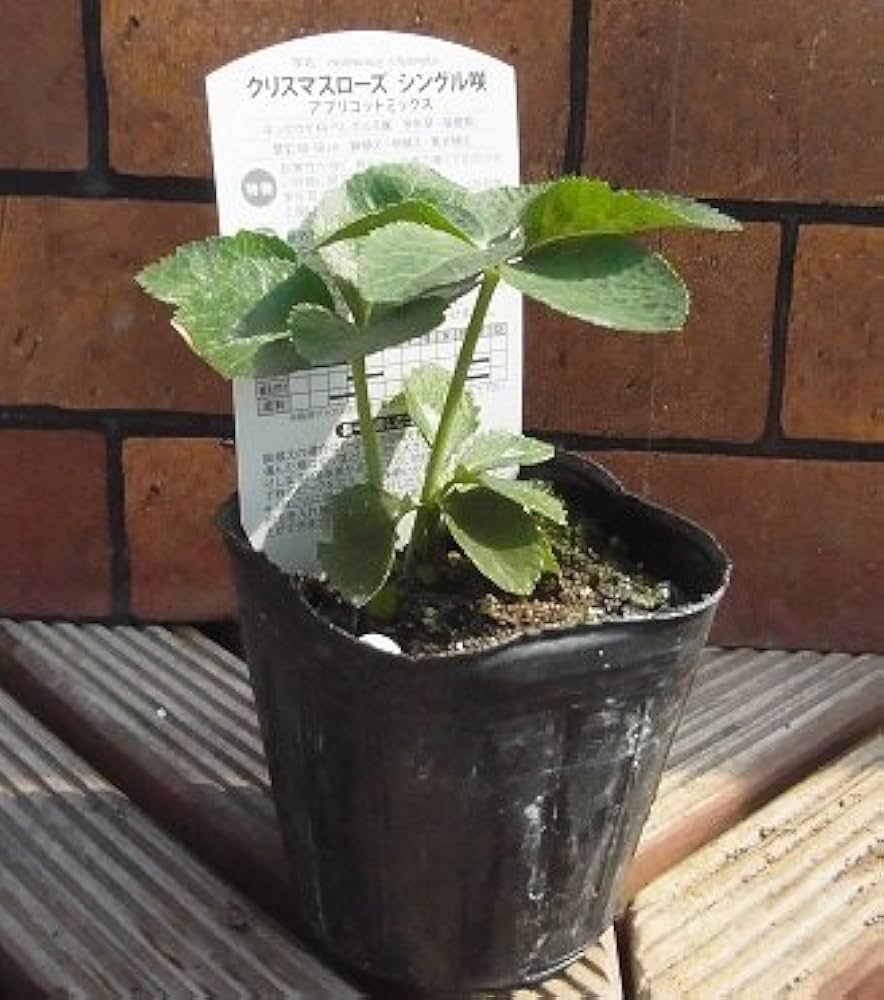 Amazon | クリスマスローズ 一重咲きブラック系シングル 9cmポット苗 | 花