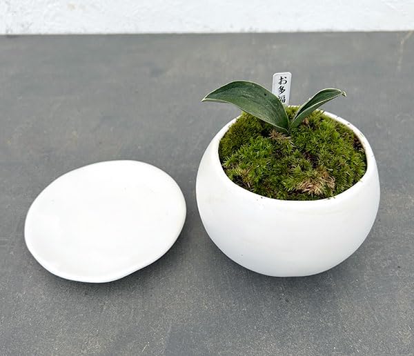 万年青 おもと お多福 覆輪斑 4号陶器鉢つき 極上斑の子株つき❗ う