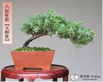 Amazon.co.jp: 八房杜松『大野性』ミニ盆栽【泰寿園 Online】 : DIY