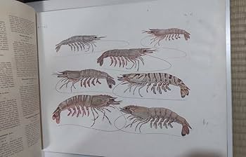 Amazon.co.jp: 日本水産動植物図集 大日本水産 伊藤熊太郎 大日本水産
