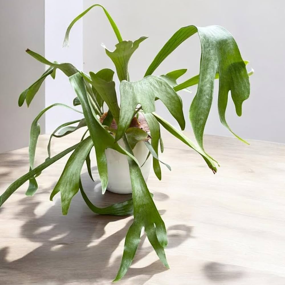 Amazon｜観葉植物 大型 コウモリラン ビカクシダ 7号 Platycerium
