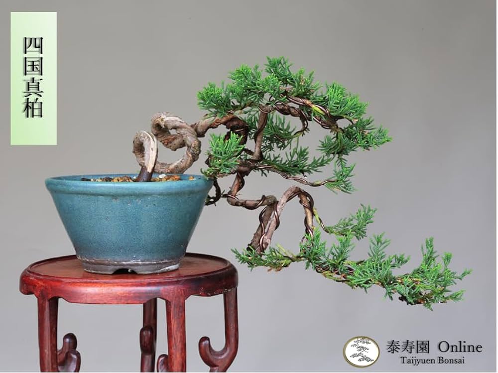 Amazon.co.jp: 四国真柏 懸崖づくり 小品盆栽 【泰寿園 Online】 : DIY