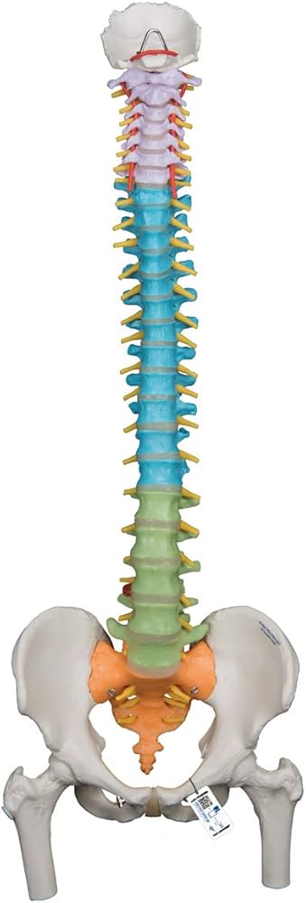 Amazon.co.jp: 脊柱模型，頚椎，胸椎，腰椎，仙骨（尾骨）を4色で