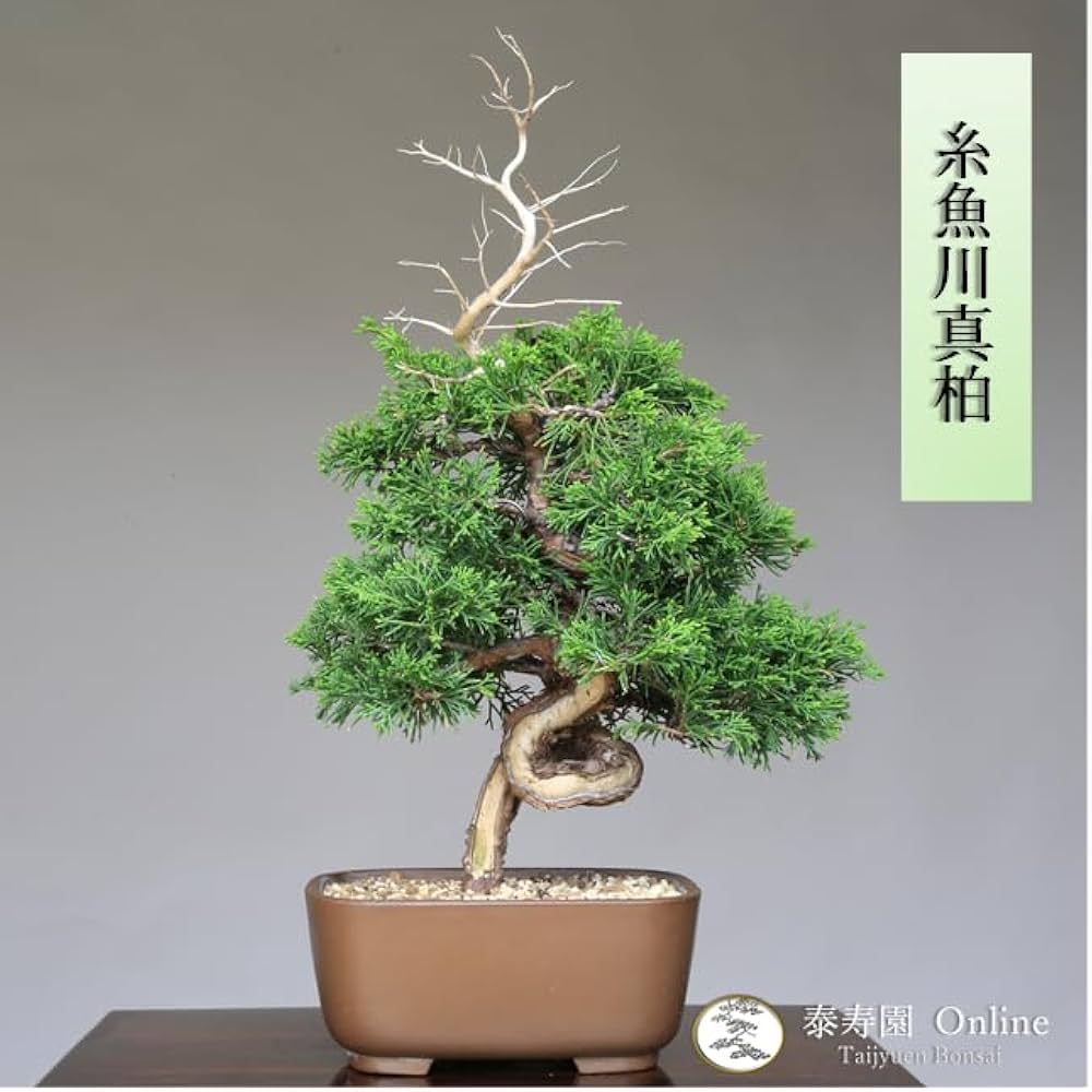 Amazon.co.jp: 糸魚川真柏（捻転幹・ジン・シャリ）小品盆栽 【泰寿園