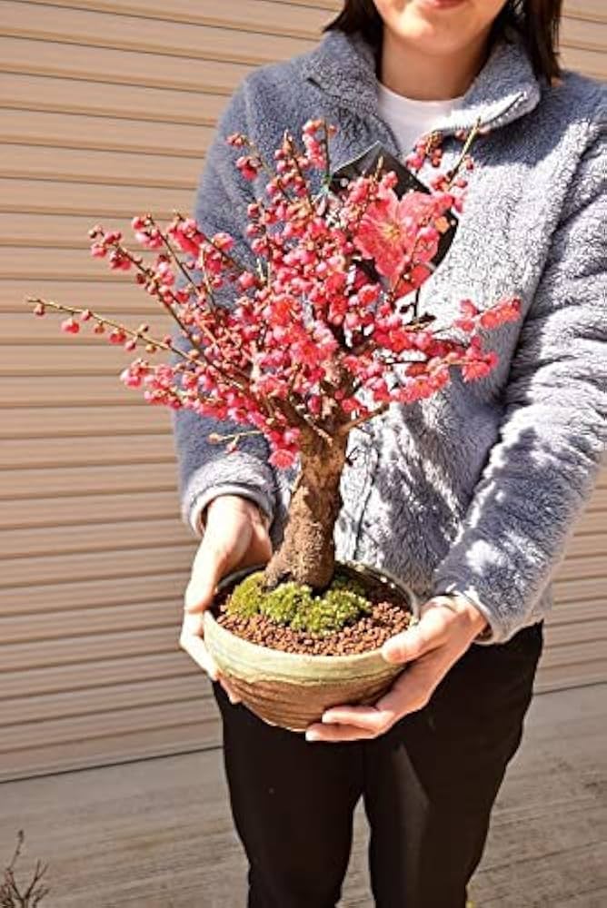 Amazon.co.jp: 梅盆栽 信楽鉢入り 1鉢 紅梅大盃梅 (紅梅) : DIY・工具