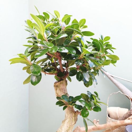 観葉植物 ガジュマル 昇り竜」の人気商品一覧 | 安い商品を通販サイト