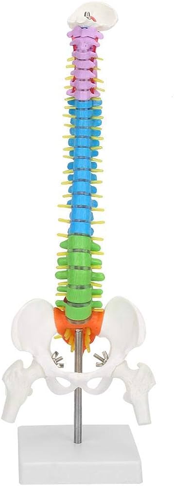 Amazon.co.jp: 人体模型 脊椎 模型 脊椎骨盤模型 脊柱 脊髄 背骨 腰椎