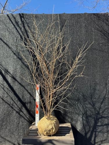 エゴノキ 株立」の人気商品一覧 | 安い商品を通販サイトから探す