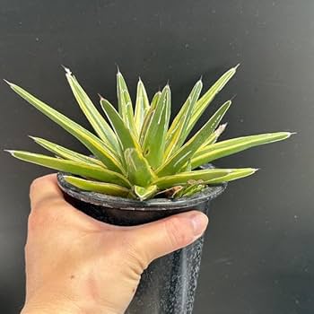 Amazon｜多肉植物 ：アガベ 笹の雪錦 黄覆輪*L｜観葉植物 オンライン通販