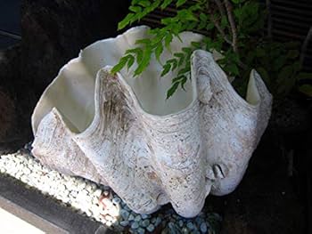 Amazon | 【貝殻の問屋さん】オオシャコガイ 約70㎏－車上渡し