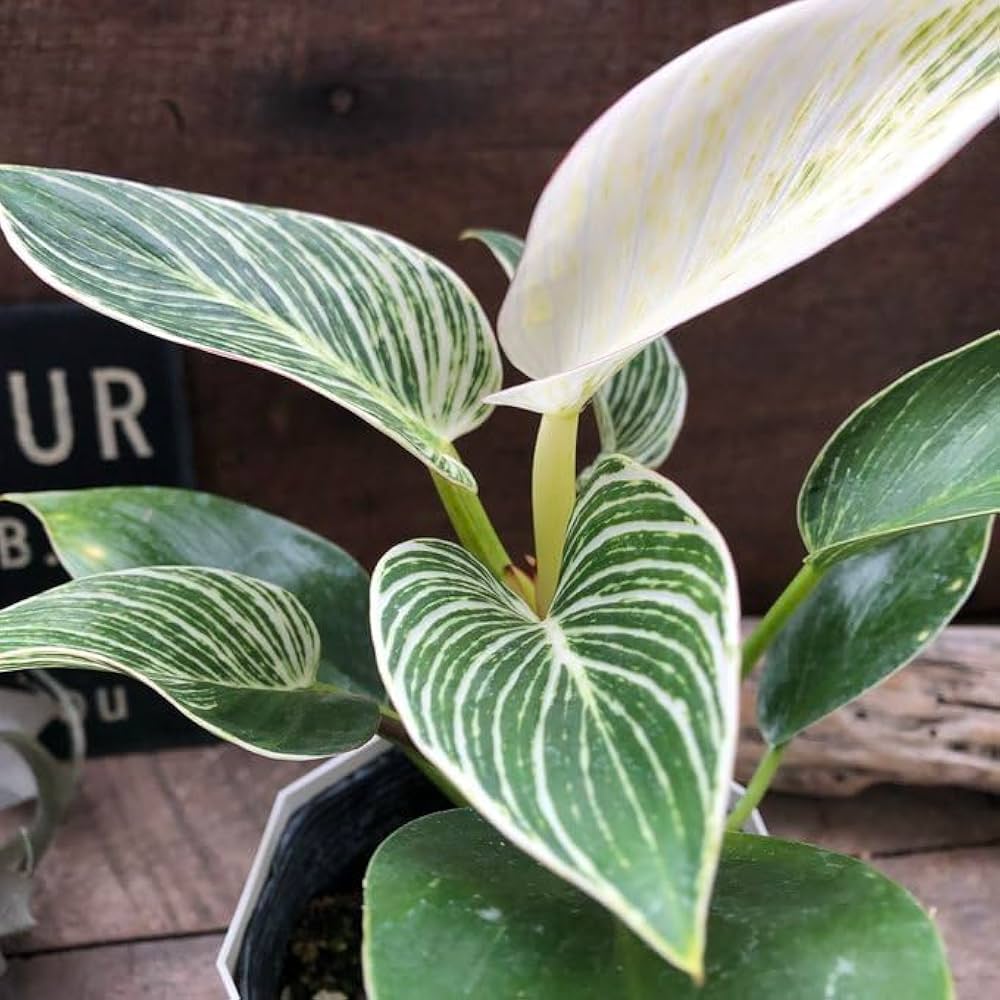 Amazon｜ノーブランド品 フィロデンドロン バーキン 希少 斑入り 観葉