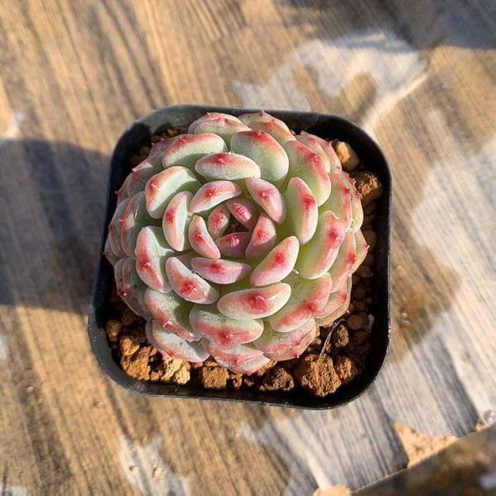 51GeaRCd65L._AC_UF1000,