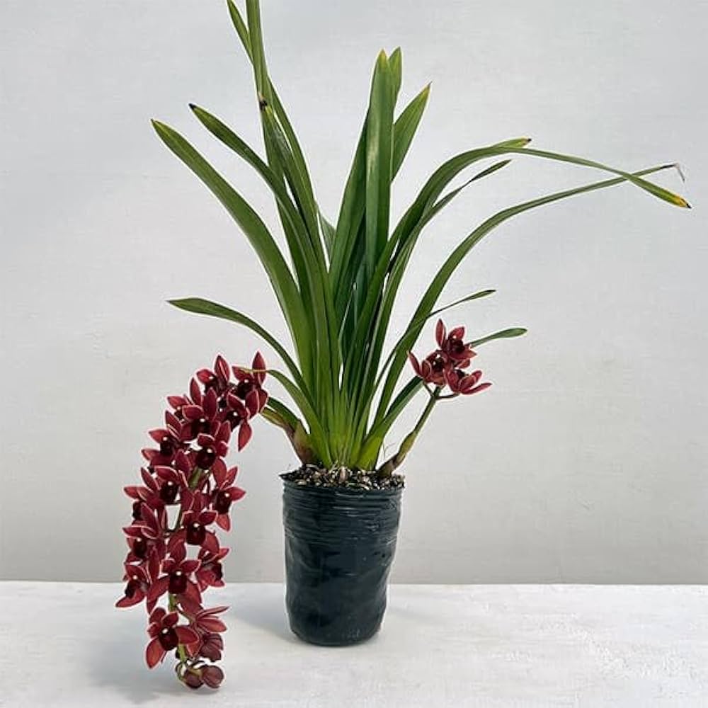 Amazon.co.jp: シンビジューム：フォアゴットンフルーツ花芽付き4号