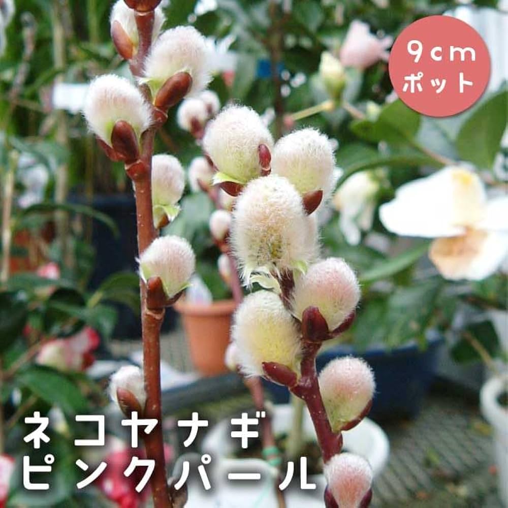 51HhcTaa3KL._AC_UF1000,