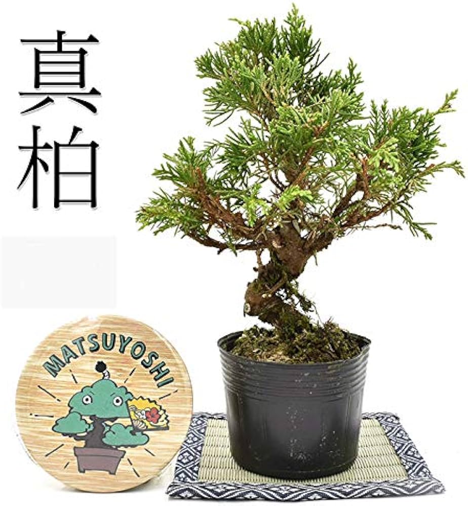Amazon.co.jp: 盆栽 糸魚川真柏 素材 苗木 15cm ミニ盆栽 小品盆栽