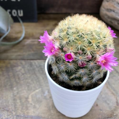 観葉植物 サボテン ピンク」の人気商品一覧 | 安い商品を通販サイト