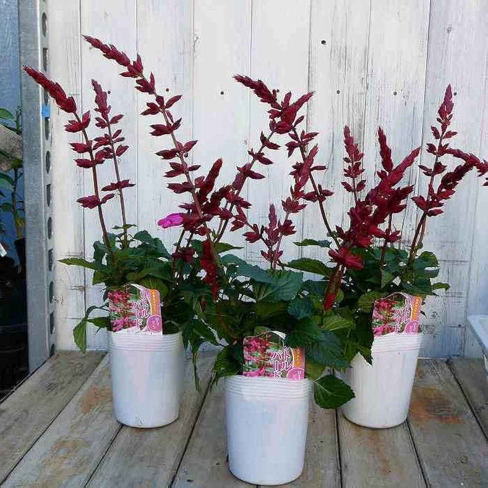 Amazon | 栄養系サルビア リトルバード ローズピンク 3.5号 宿根草