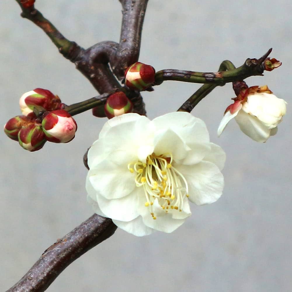 Amazon.co.jp: 雲竜梅(ウンリュウバイ) 8号鉢【品種で選べる花木苗/1個