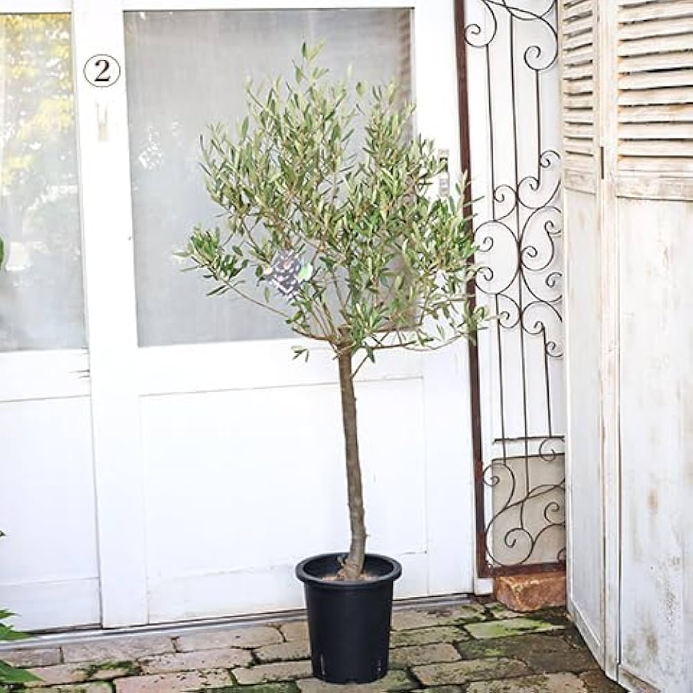Amazon.co.jp: 現品販売 常緑樹木 オリーブ シプレッシーノ 7号 高さ