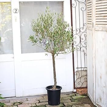 Amazon.co.jp: 現品販売 常緑樹木 オリーブ シプレッシーノ 7号 高さ