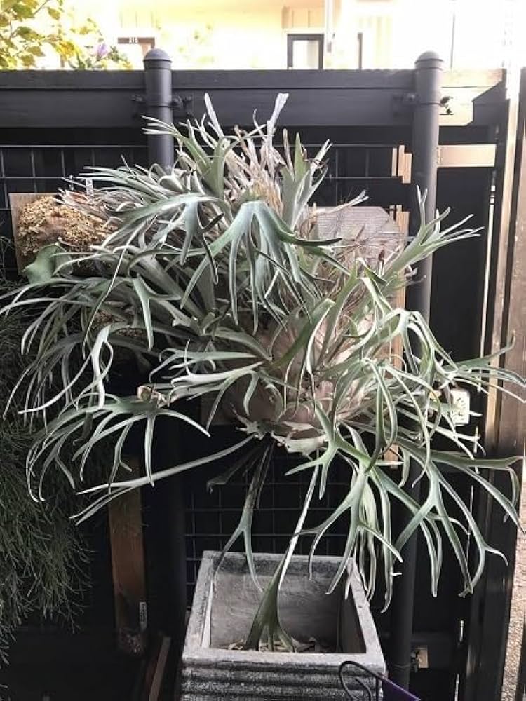 Amazon.co.jp: P.veitchii Auburn river @bikamori.com アーバンリバー