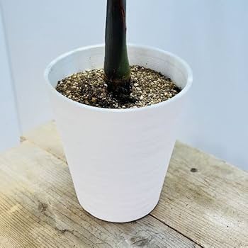 Amazon.co.jp: 観葉植物・希少：トックリヤシ(徳利椰子)*6号 : DIY