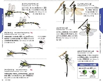沖縄の昆虫 (学研の図鑑LIVEポケット スペシャル) | 槐 真史, 槐 真史