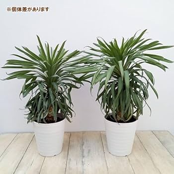 Amazon｜ユッカ：デスメティアーナ コンパクタ 5号鉢植え[冬に美しい