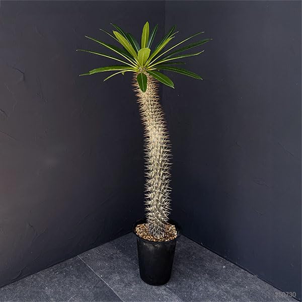 Amazon｜パキポディウム：ラメリー（大株） 6号鉢植え[ラメレイ